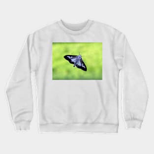 Box Tree Moth Crewneck Sweatshirt